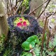 Scarlet Elf Cup red fungi in the woods in a moss filled nest in Scotland