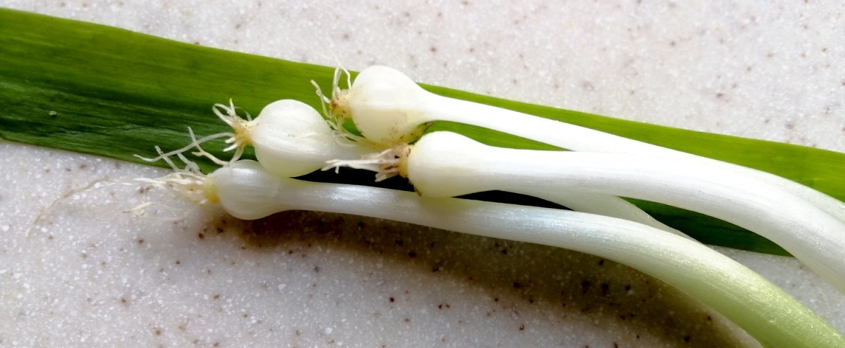 Photo of few flowered leek bulbs