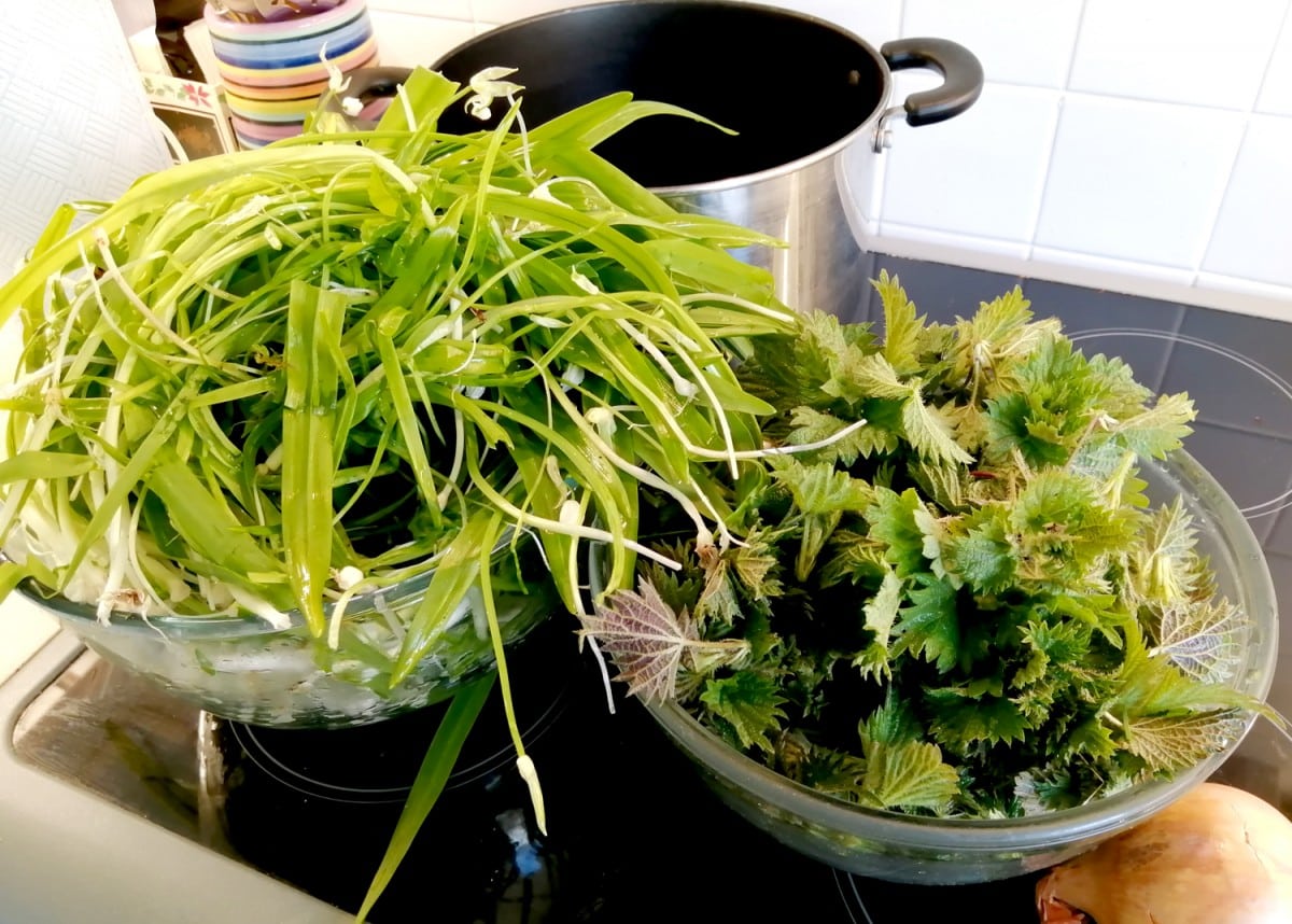 Photo of collected and washed few flowered leeks and nettle tips