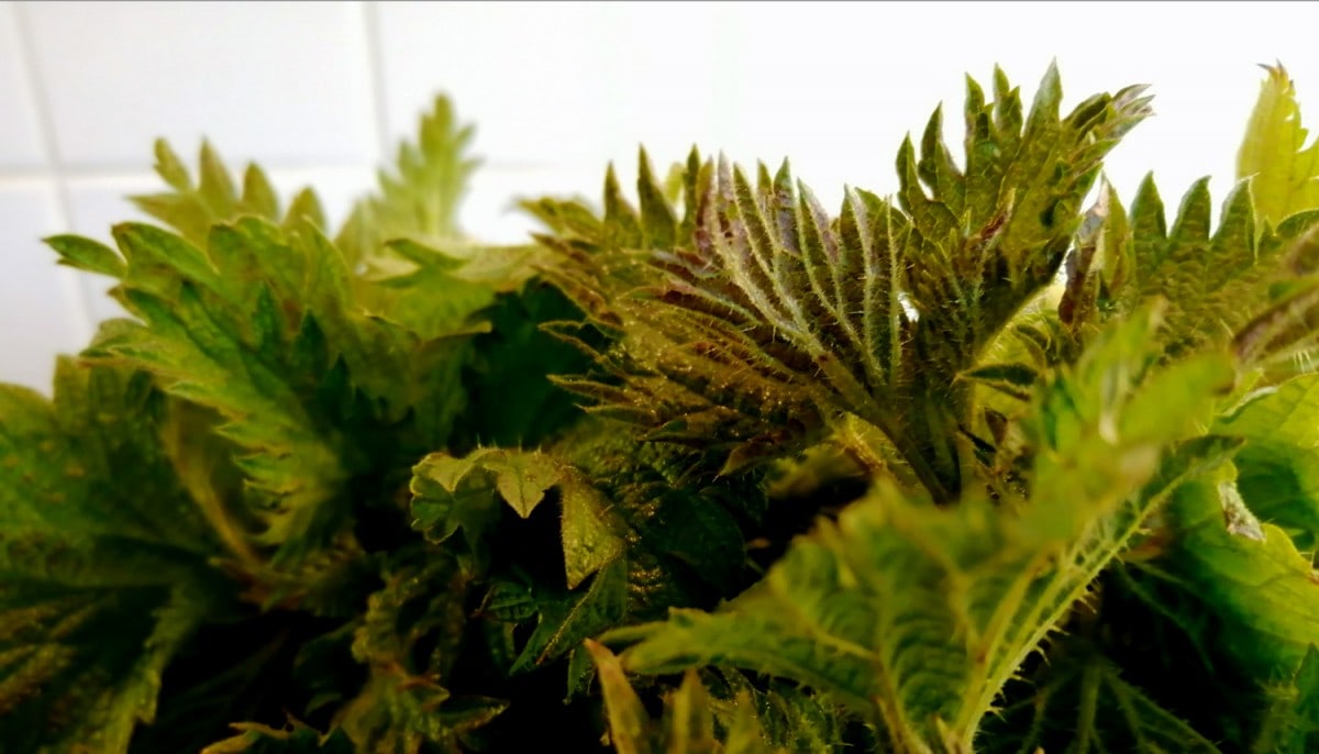 Photo of Nettle tips