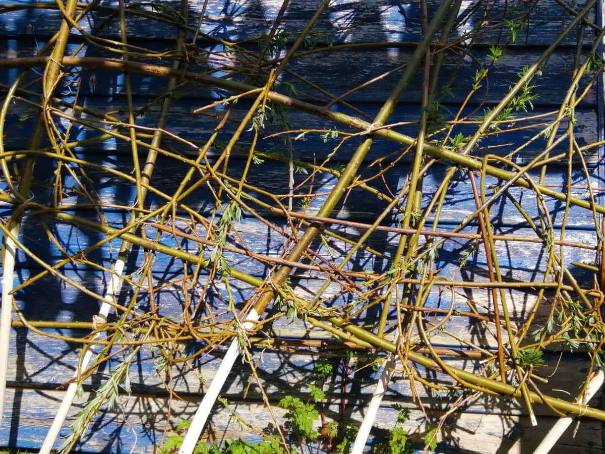 Photo showing the Brown ends of boiled willow branches