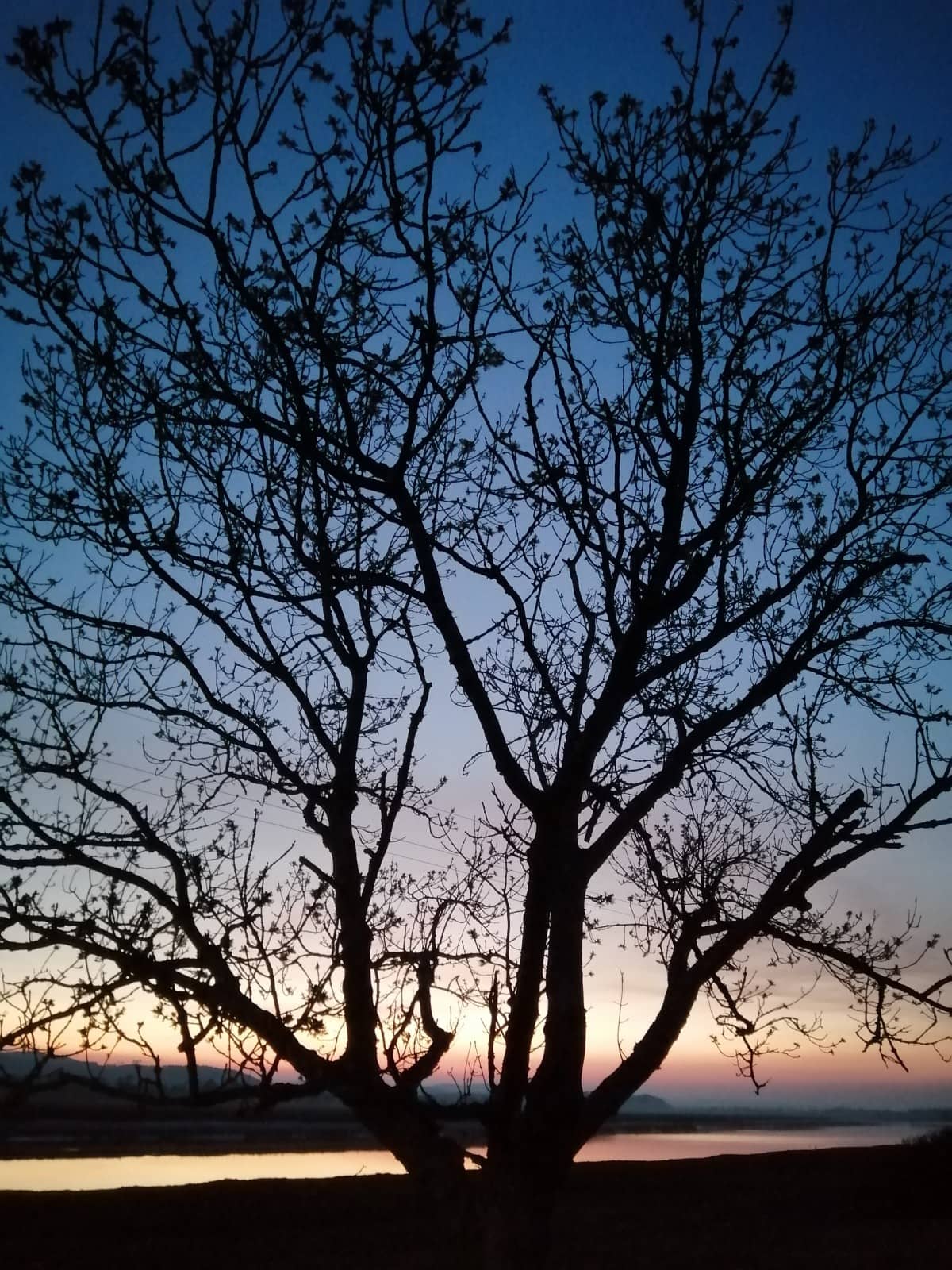 Tree silouetted against the dusky sky with the RIver Nith in the back ground