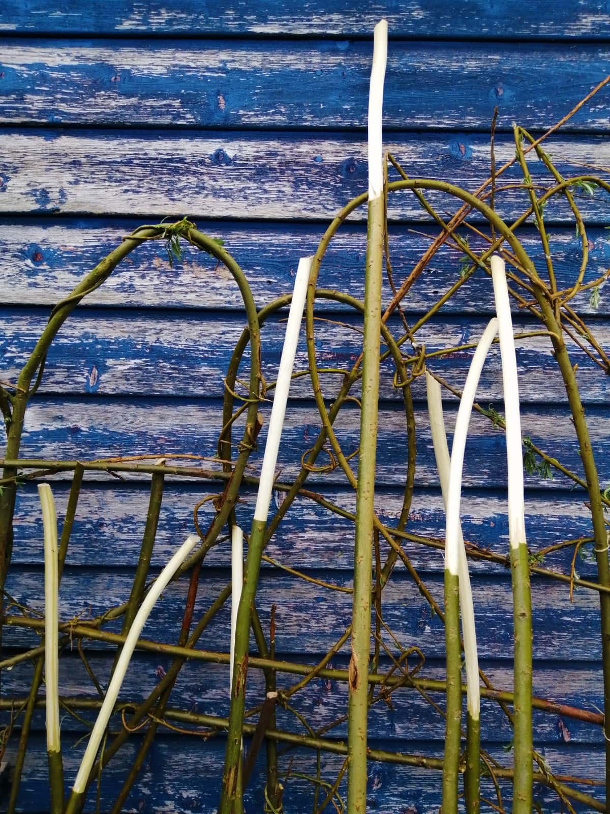 Close up photo of the Stripped ends of willow stalks