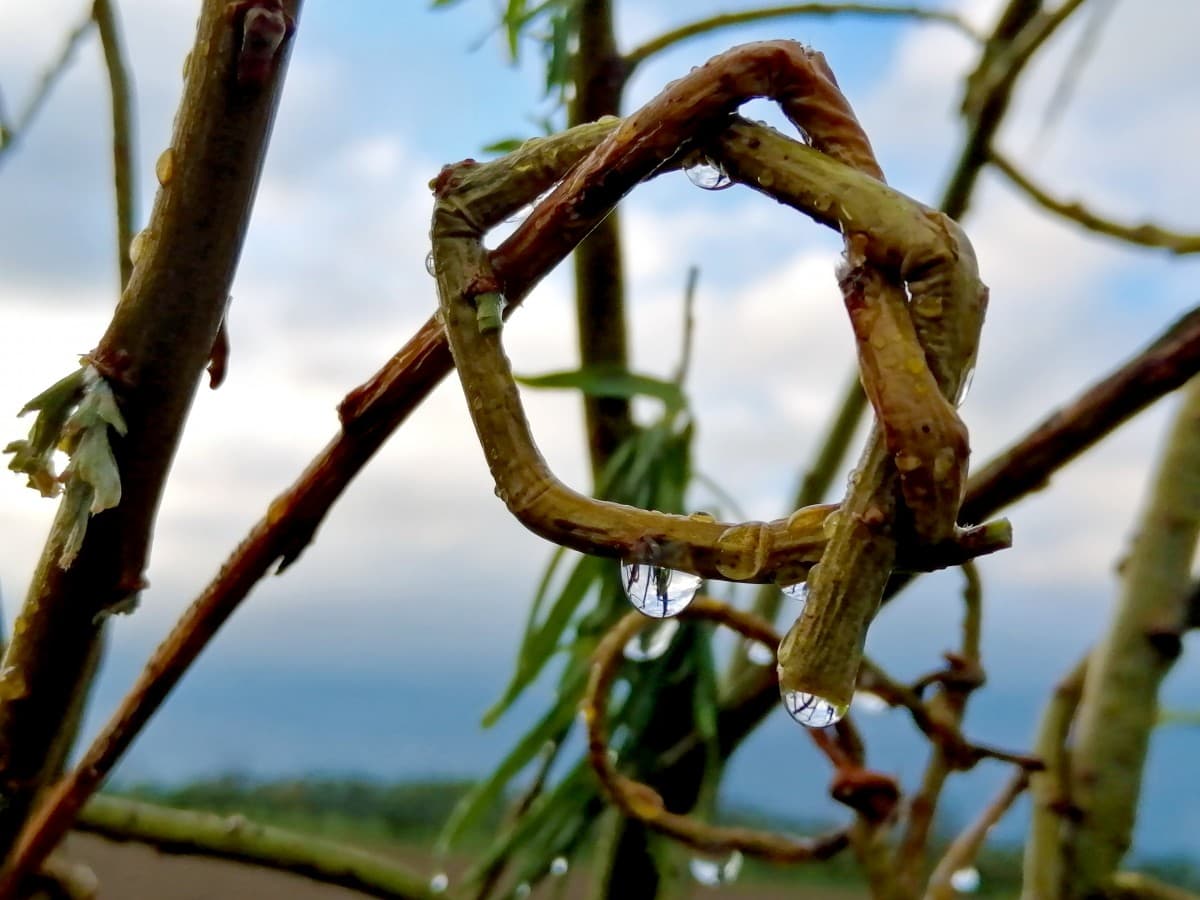 Close up photo of raindrops dripping off the Loopy Lattice