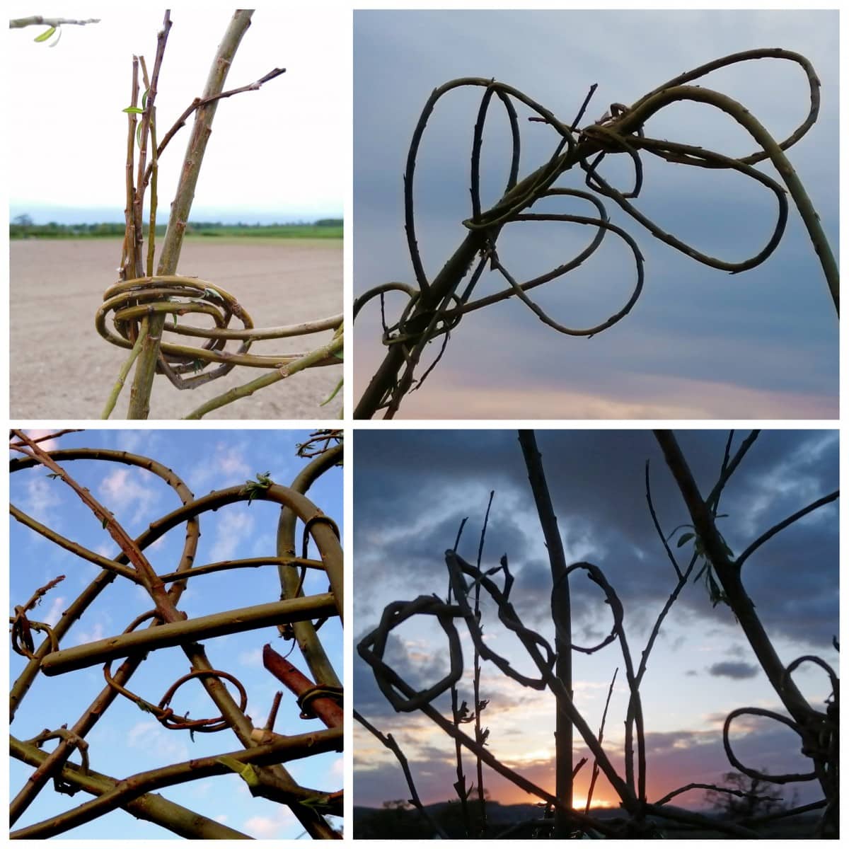 A grid of four photos showing various loops in the latticework of the willow wattle