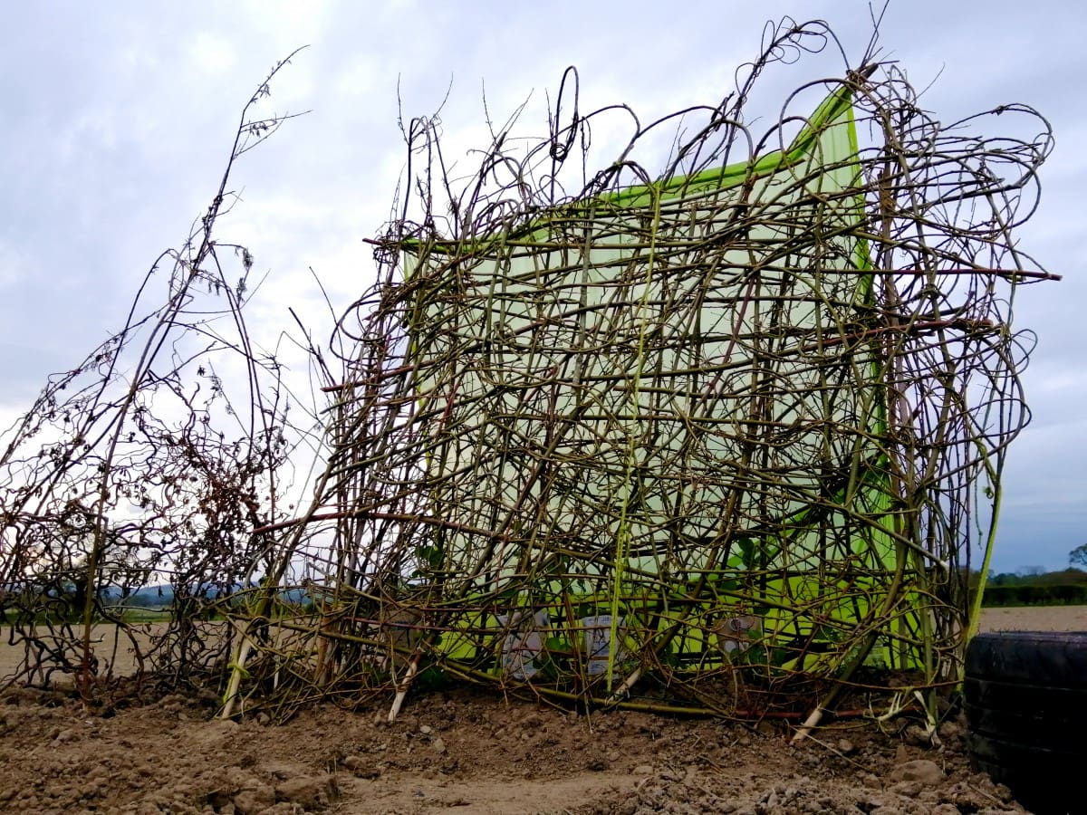 Photo of my loopy lattice willow wattle in the allotment setting