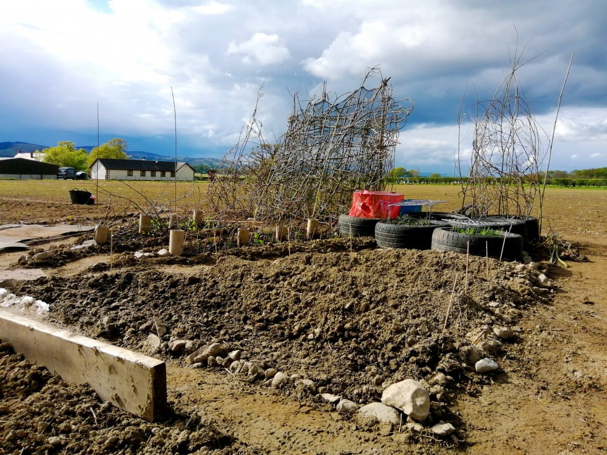 Photo of the Willow Loopy Lattice in Situ on the allotment