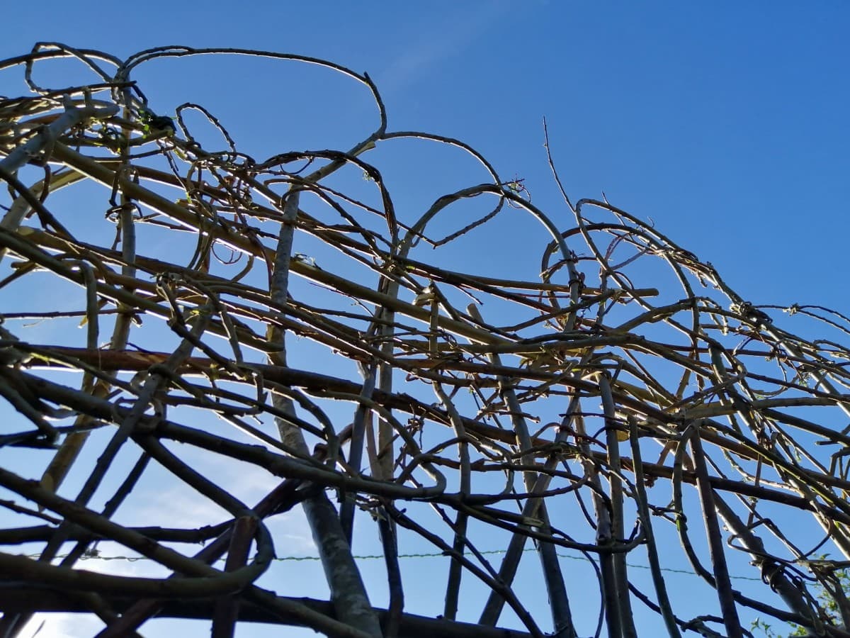 Photo showing the willow stems bending gracefully in arches