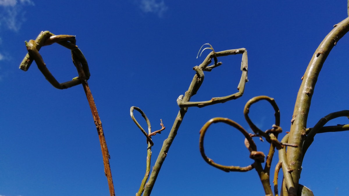 Photo of three willow loops on stalks against a bright blue sky