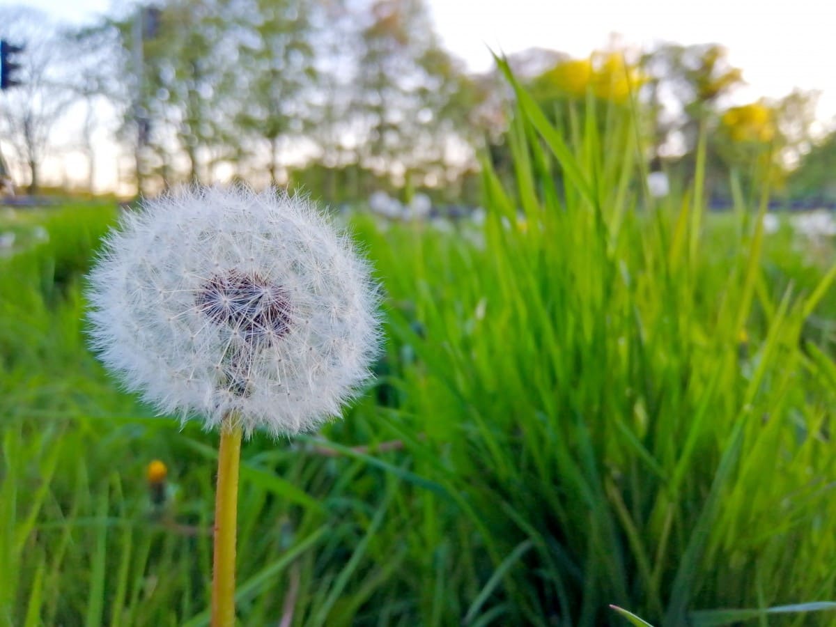 Photo of a dandelion clock on the verge by a busy road
