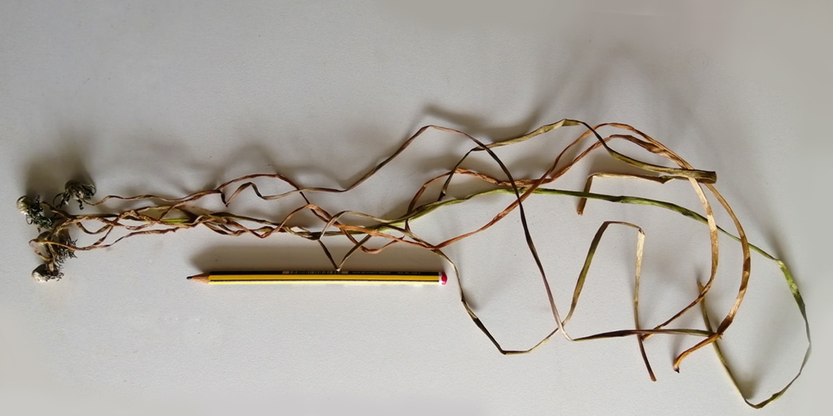 Photo showing the length of the dandelin stems comapred to a pencil, on a white/cream background