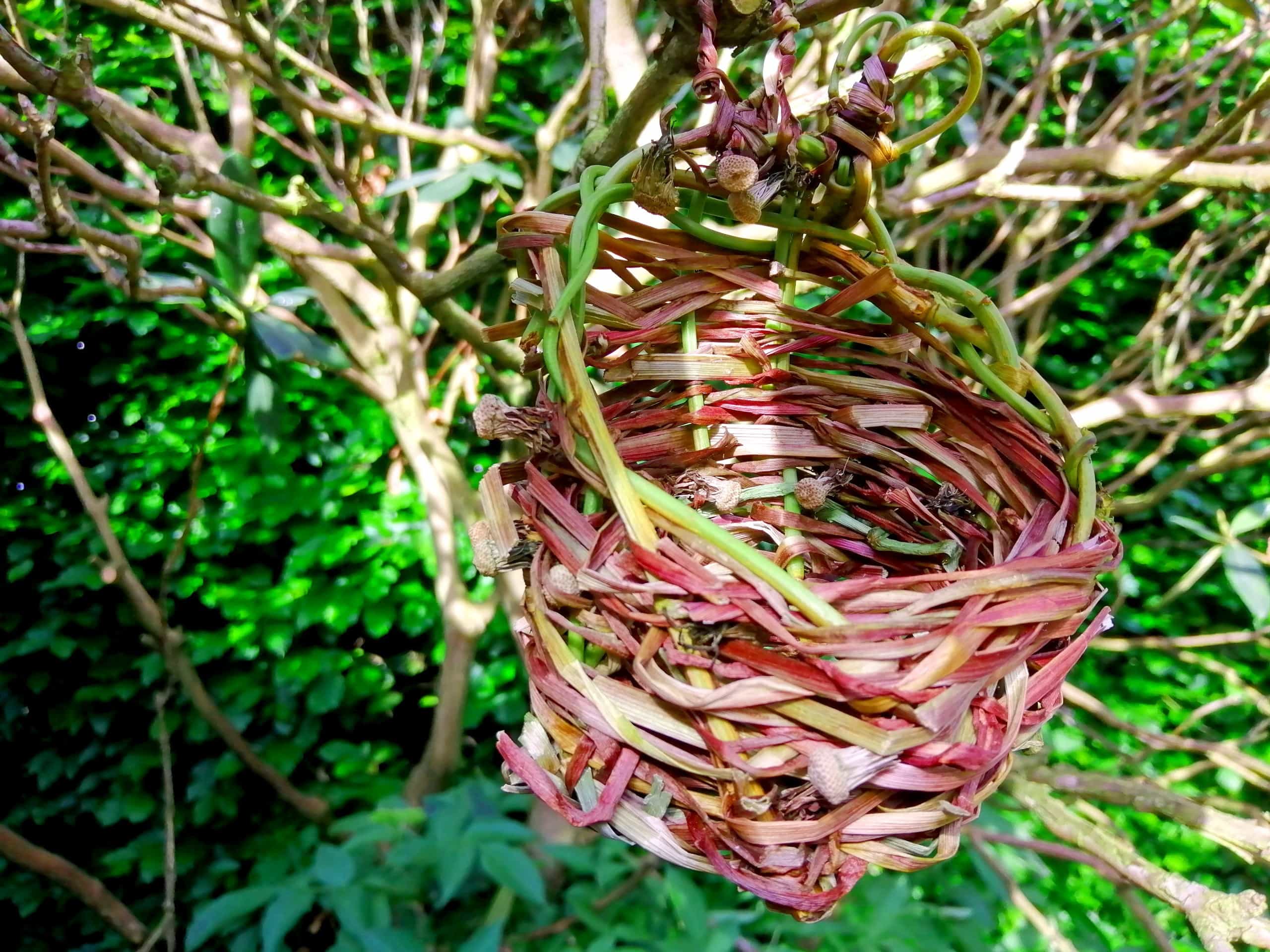 Photo of my woven dandelion basket hanging in a tree