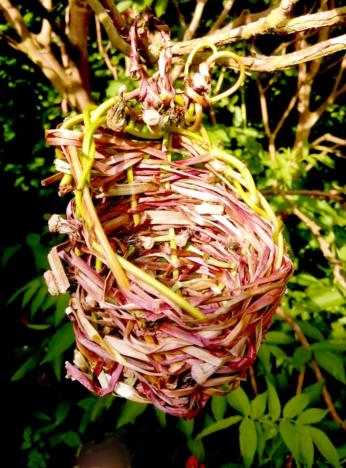Handmade Woven Dandelion Basket - a photo of it hung up in a tree in the sunshine