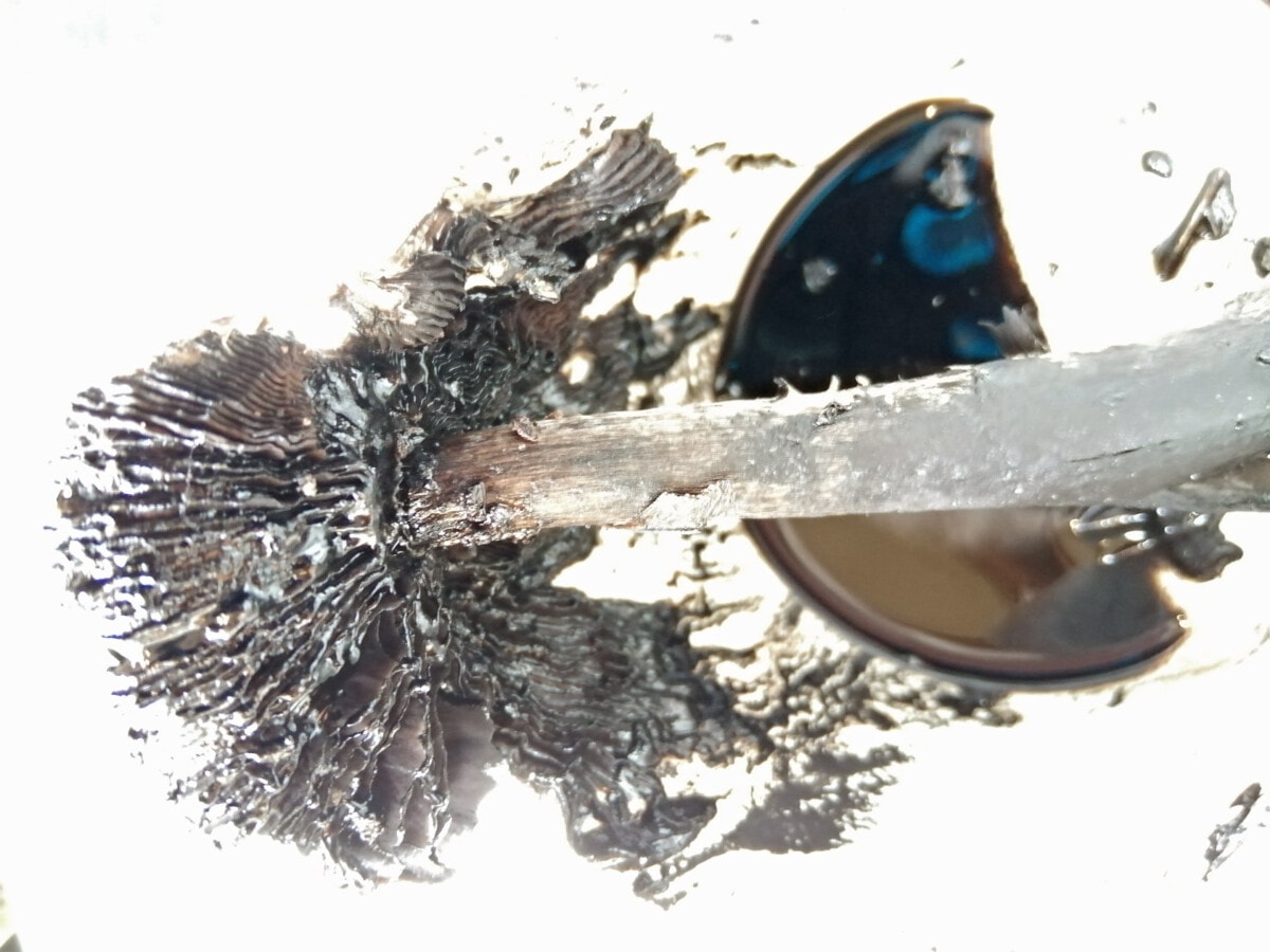 Shaggy Inkcap and ink in a cup after deliquesing