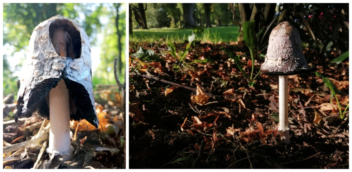 Photos showing the disintigration of Shaggy Inkcaps