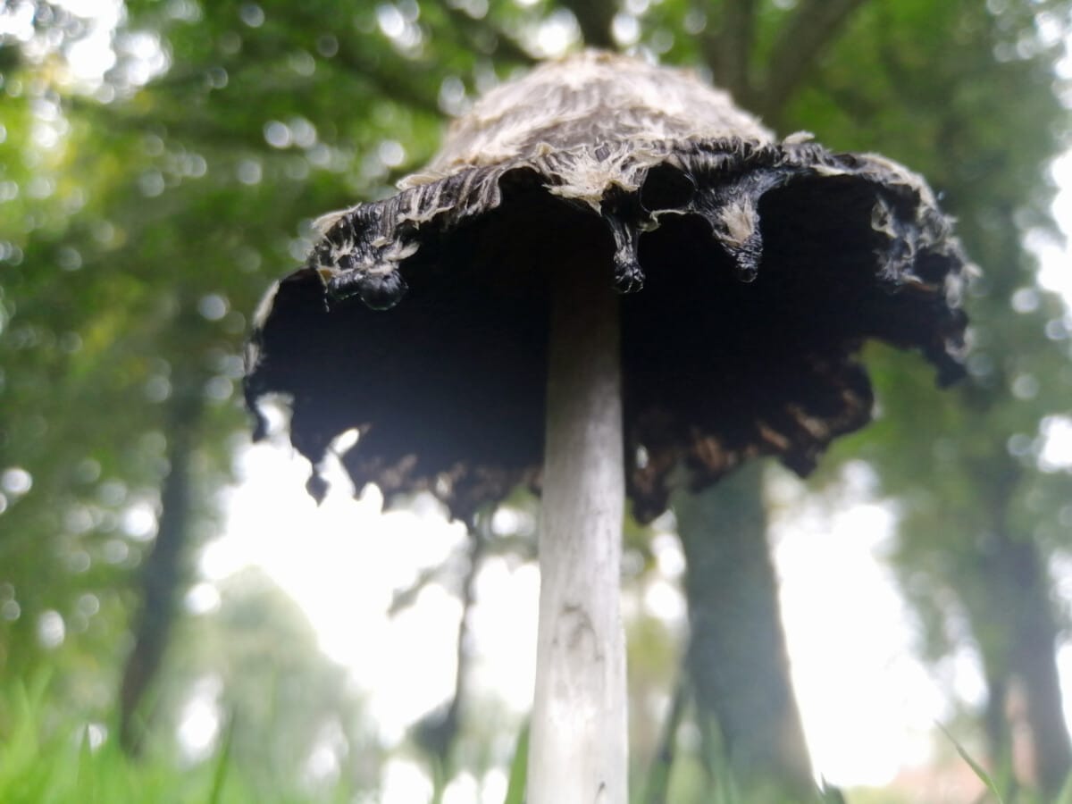 Atmospheric photo of an ethereal Shaggy Inkcap disintigrating with a hazy background of talls trees behind