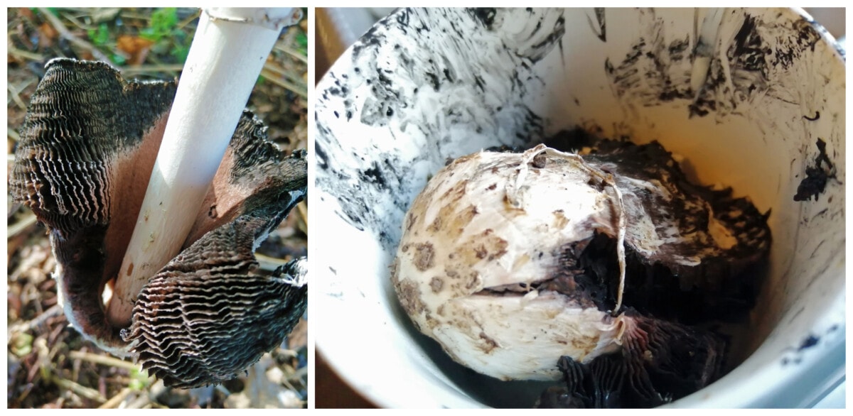 Shaggy Inkcap photos showing black gills and liquifying in cup