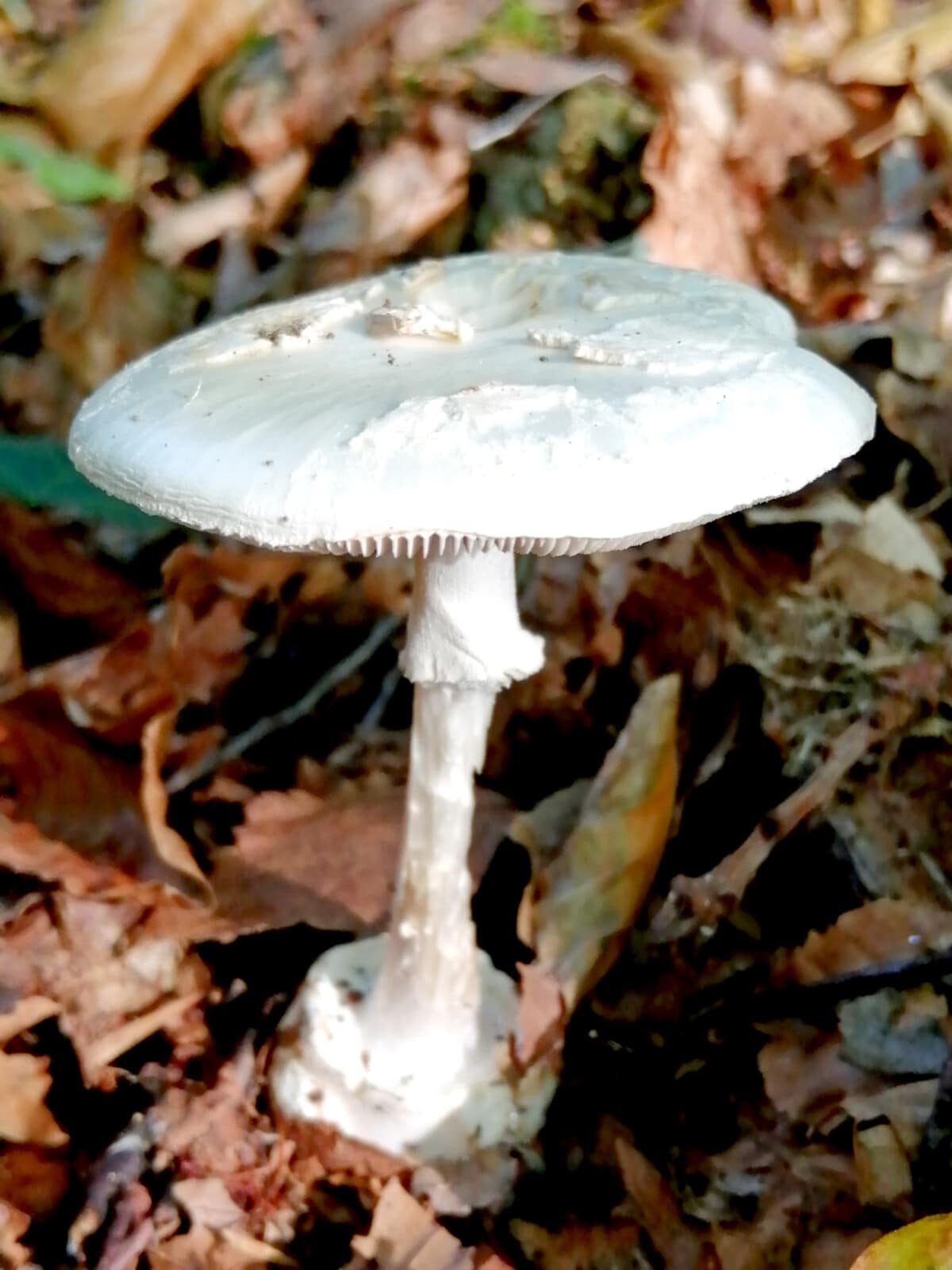 Photo of Amanita citrina var. alba - white varation of False deathcap in leaf litter