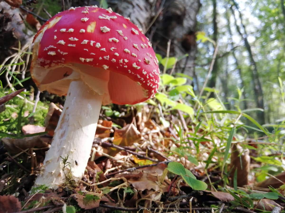 Photo of Large near perfect Fly Agaric red and white magical mushroom in the woods