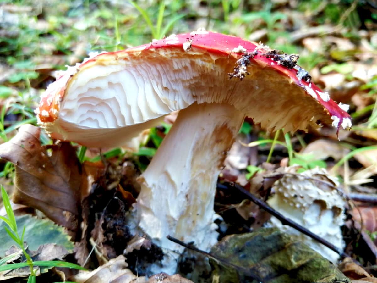 Photo of a very eatern Fly Agaric