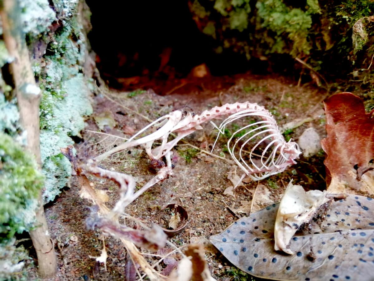 A photo of the fragile skeleton of a mouse in the woods