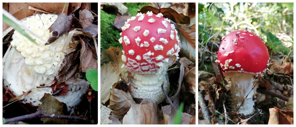 3 photos in a grid showing the stages of fly agaric, from embryo to freshly emerged mushroom