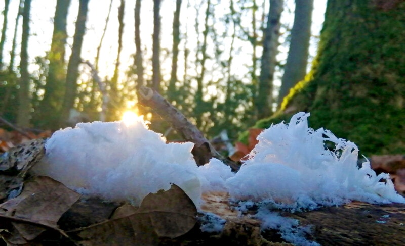 Hair ice in deciduous woodland in South West Scotland