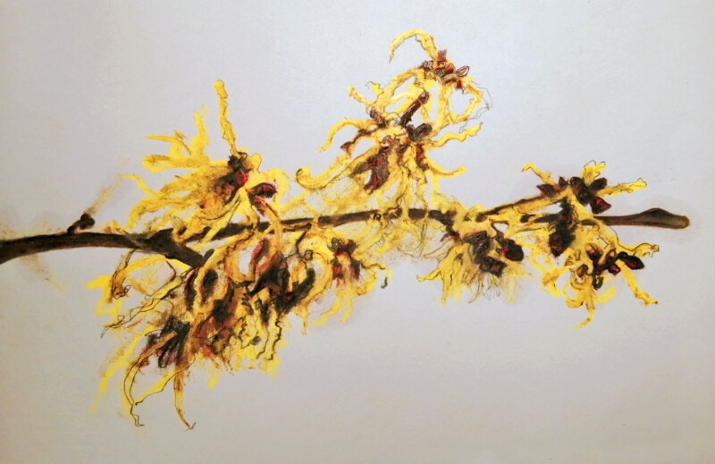 Drawing of Hamamelis in colour, witch hazel illustration mixed media drawing on white background