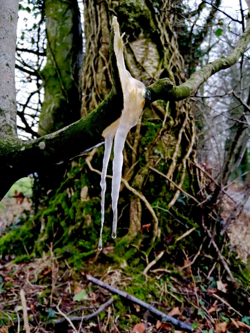 Photo of a Sapcicle, Sap Icicle, frozen sap on tree