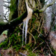 Photo of a Sapcicle, Sap Icicle, frozen sap on tree