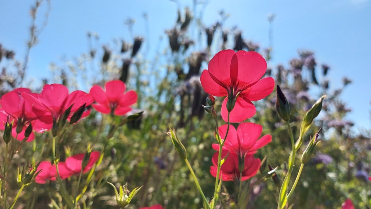 Vibrant pink flax (Linum) flowers at the allotment, with Phacelia and Rocket against a blue sky