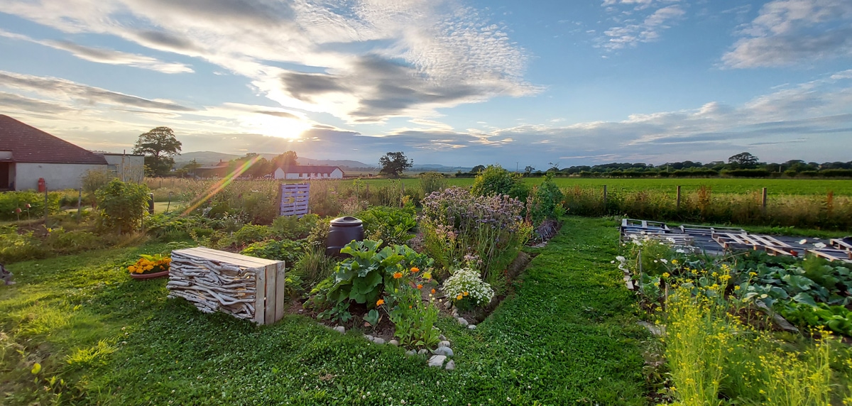 Allotment bench photo showing a wide angle of the plot