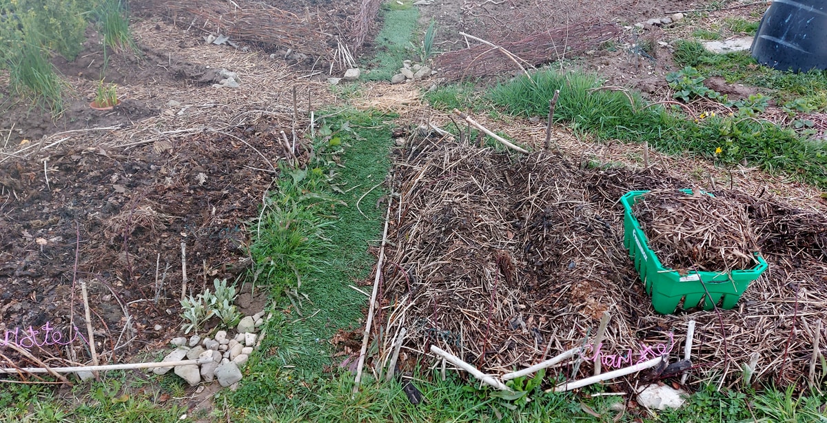 Photo showing the tattie rows on the allotment plot
