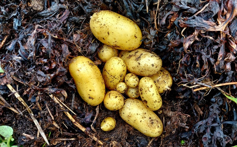 Close up photo of Charlotte tatties in seaweed