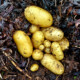 Close up photo of Charlotte tatties in seaweed