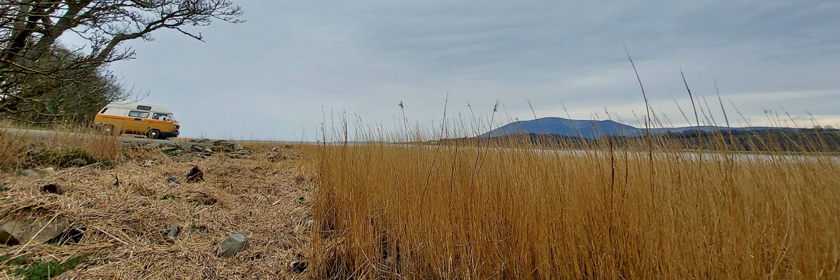 Photo of Phragmites collection site with Freddie VW camper van