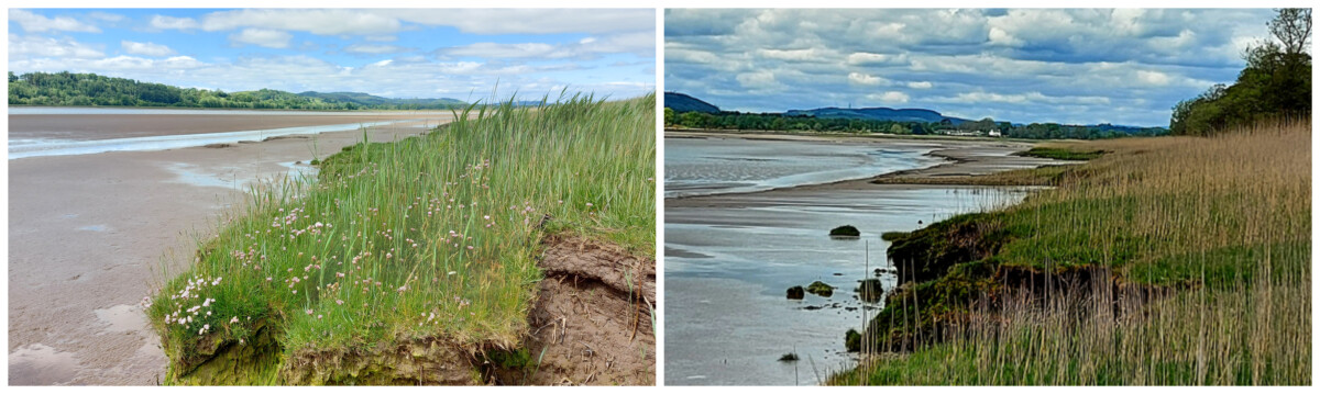 Two photos showing Phragmites in spring and winter - side by side