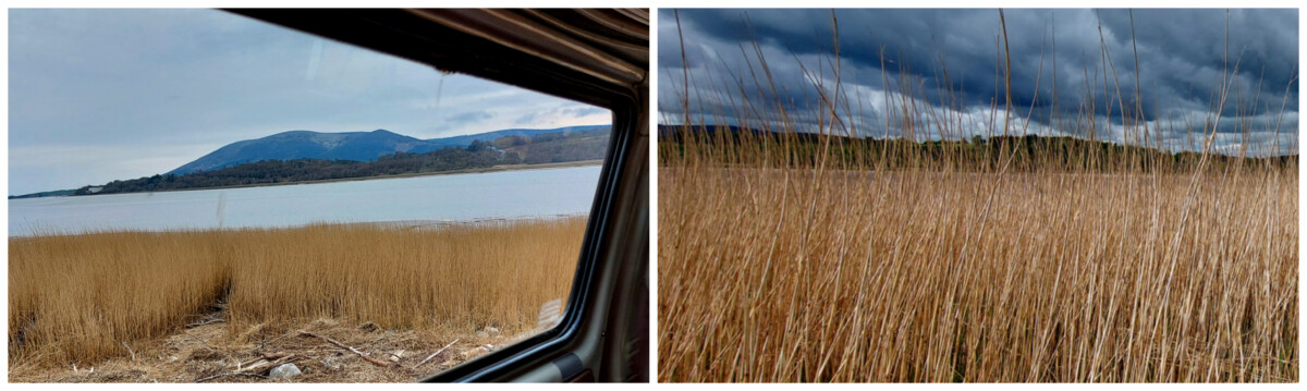 Photo of 2 scenes of Phragmites on the shore