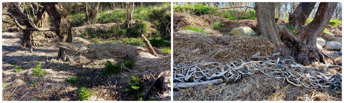 Photos of the Phragmites waves on the shoreline