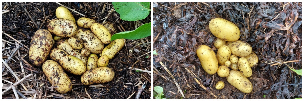 Photo showing comparison pics of Charlotte potatoes grown in phragmite reeds compared to leaf mould/compost and under seaweed