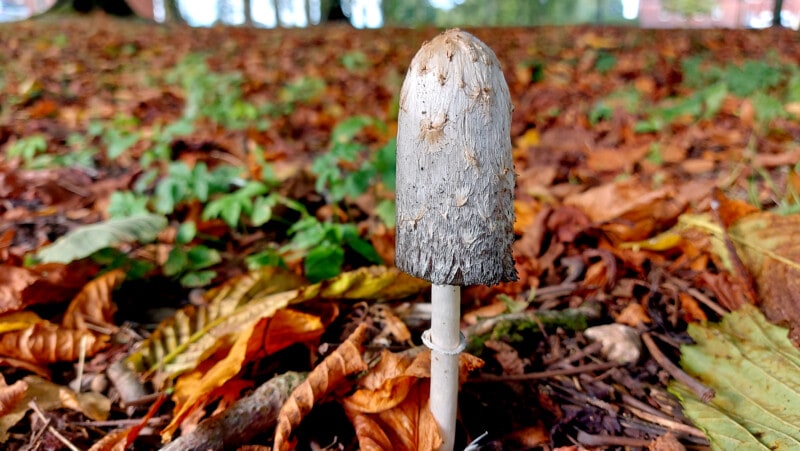 Photo of a single Coprinus Comatus in the early autumn leaves