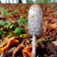 Photo of a single Coprinus Comatus in the early autumn leaves