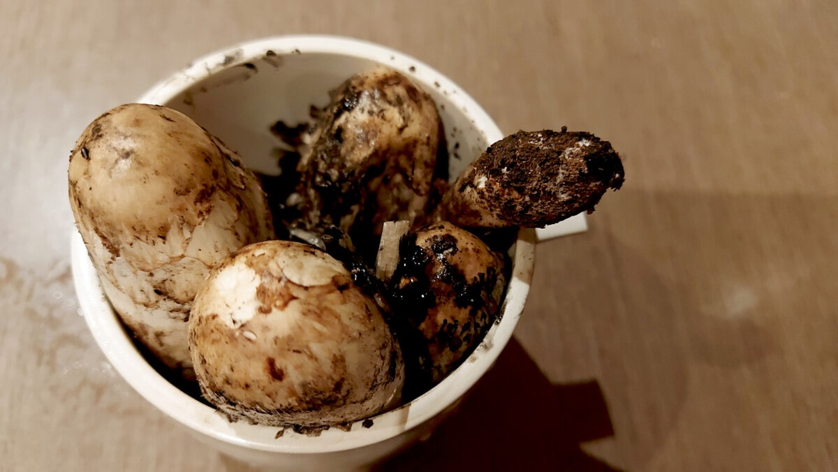 Photo of a few Coprinus comatus in a mug on kitchen work surface