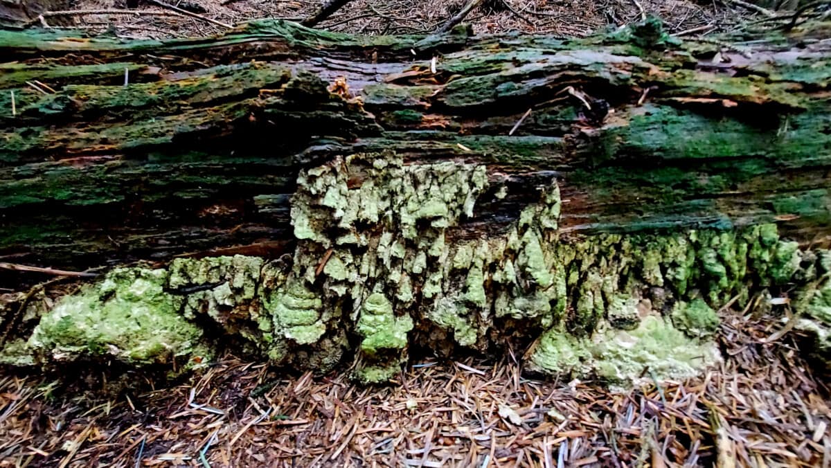 Fungi not moss, algae, lichen