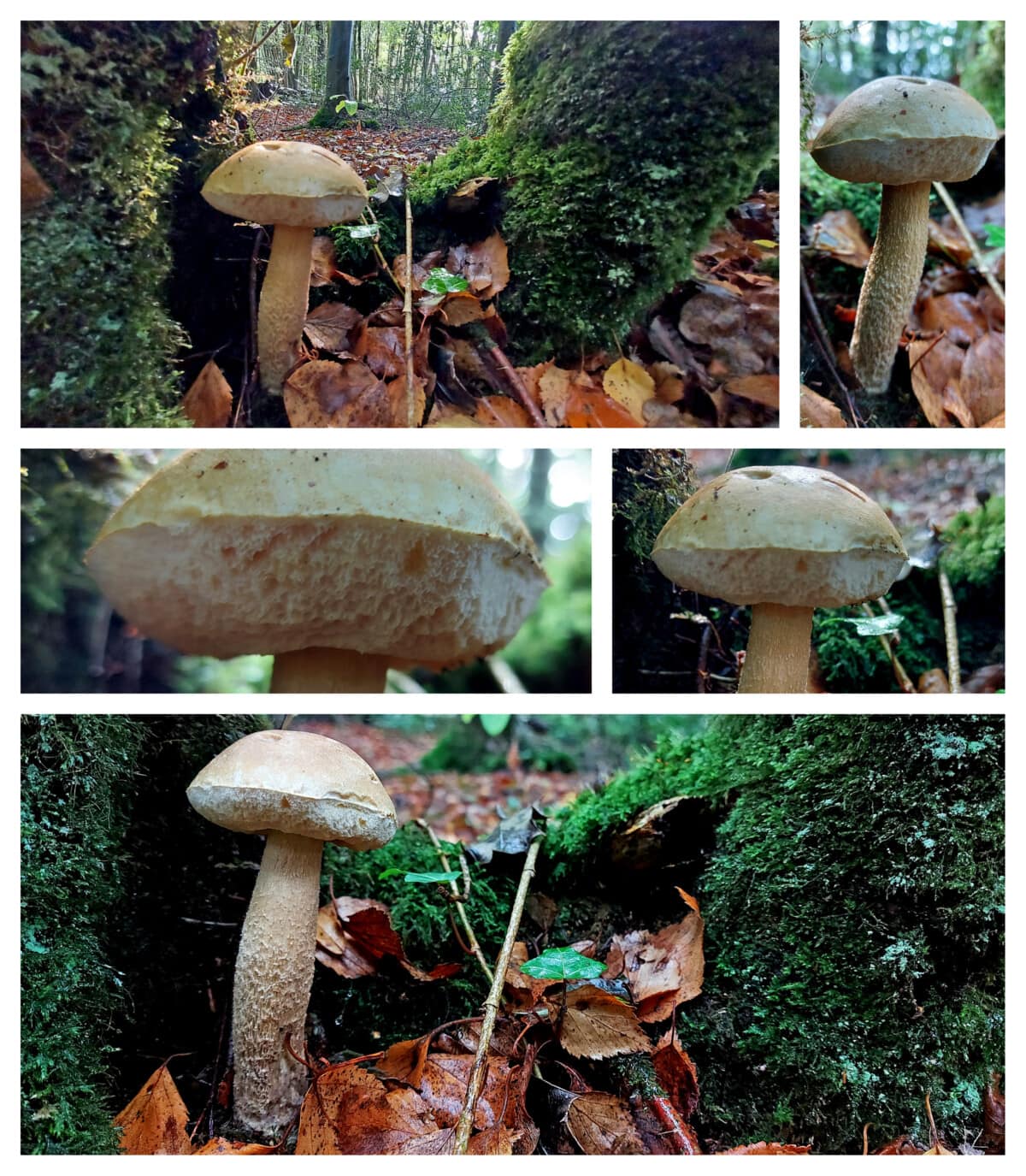 A small gallery of photos of a particularly pale Birch Bolete
