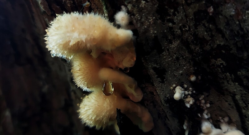 Photo of Postia ptychogaster - Powderpuff Bracket Fungus - fluffy fungus in a dark coniferous wood