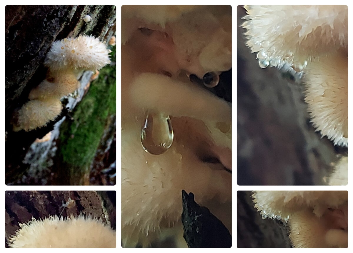 Grid showing various angles and zooms of Postia ptychogaster