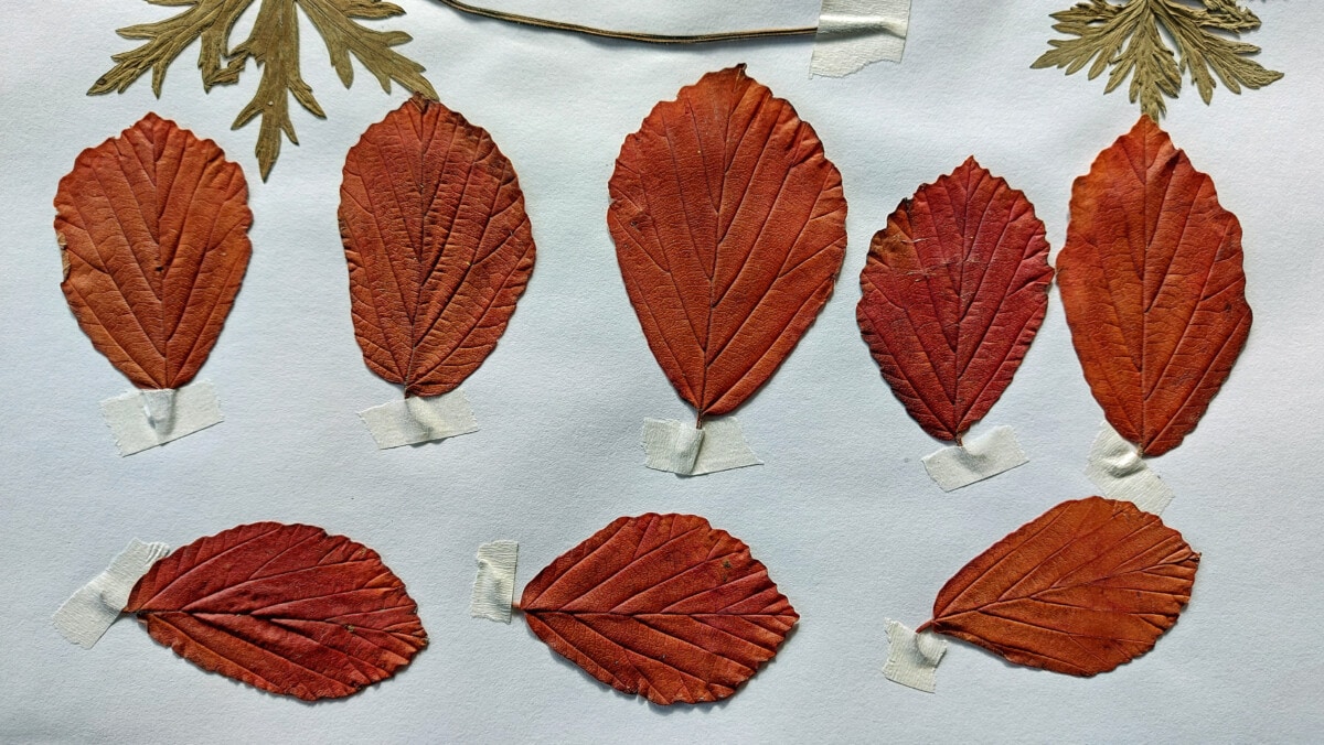 Photo of 9 pressed witch hazel leaves taped into a sketchbook