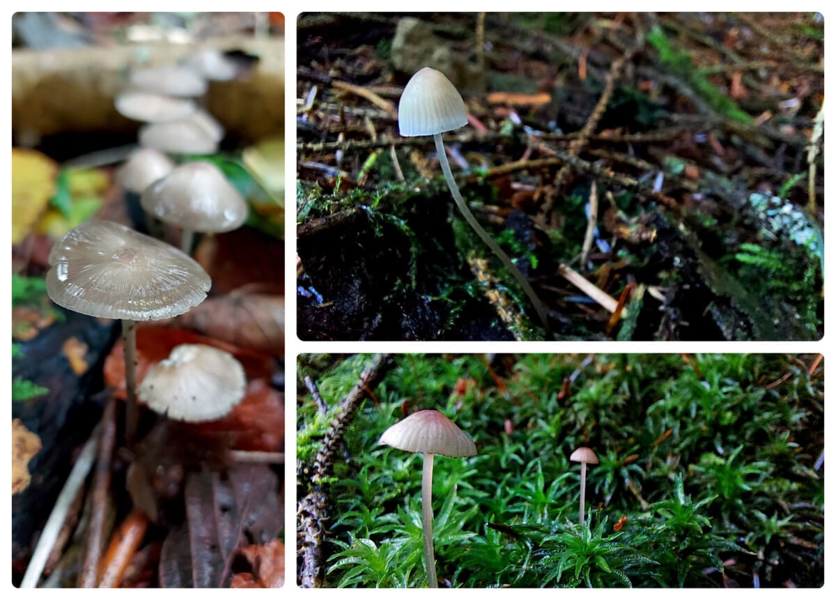 Grid pic of 3 fungi photos - all with transparent stems
