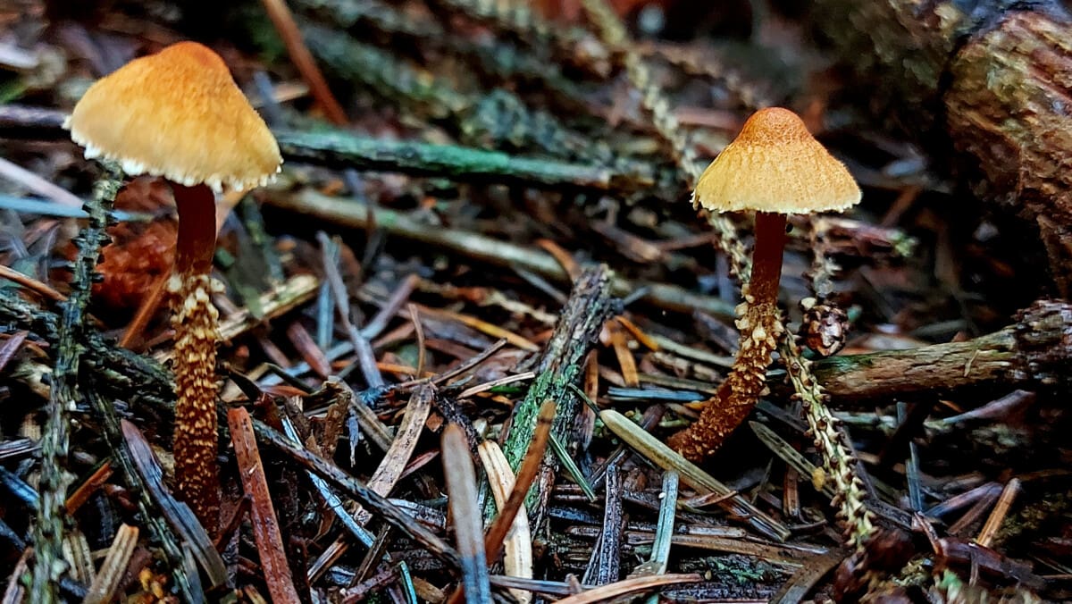 Photo of 2 fungi with twiggy looking stems, in conifer plantation